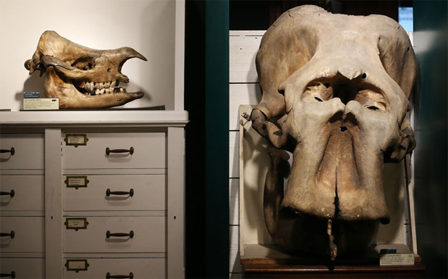 Hộp sọ của một con tê giác và hộp sọ của một loài voi châu Á
